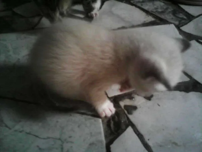 Gato ra a indefinida idade Abaixo de 2 meses nome sem nomes