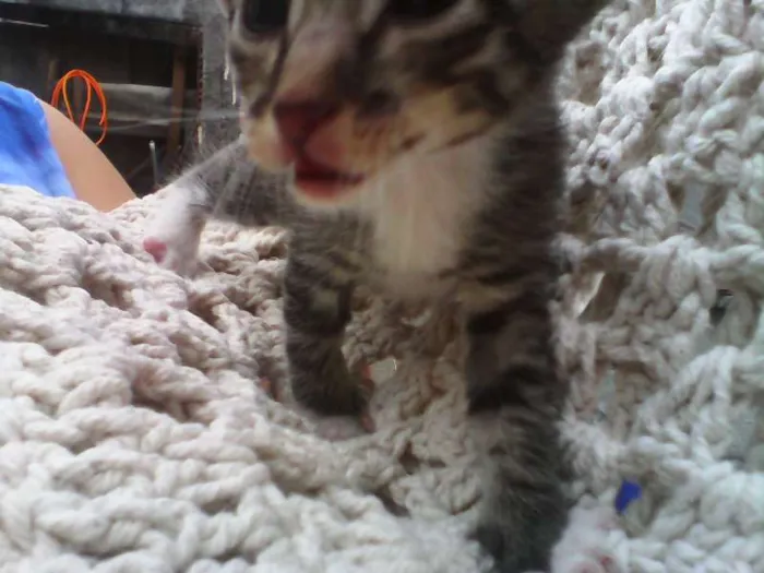 Gato ra a indefinida idade Abaixo de 2 meses nome sem nomes
