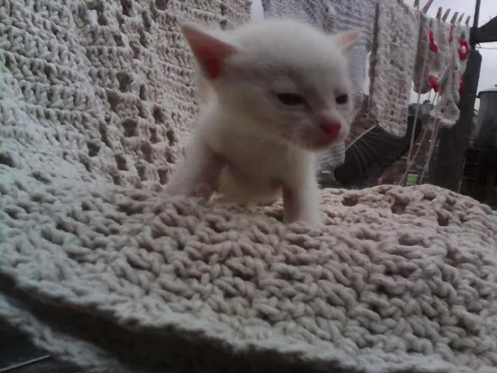 Gato ra a indefinida idade Abaixo de 2 meses nome sem nomes