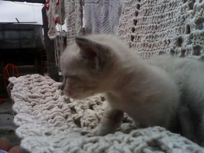 Gato ra a indefinida idade Abaixo de 2 meses nome sem nomes