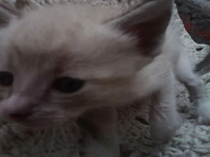 Gato ra a indefinida idade Abaixo de 2 meses nome sem nomes