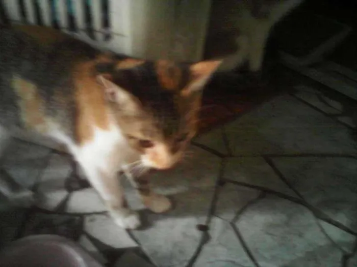 Gato ra a indefinida idade 2 a 6 meses nome Aghata