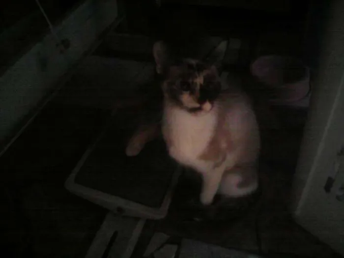 Gato ra a indefinida idade  nome Hagabe