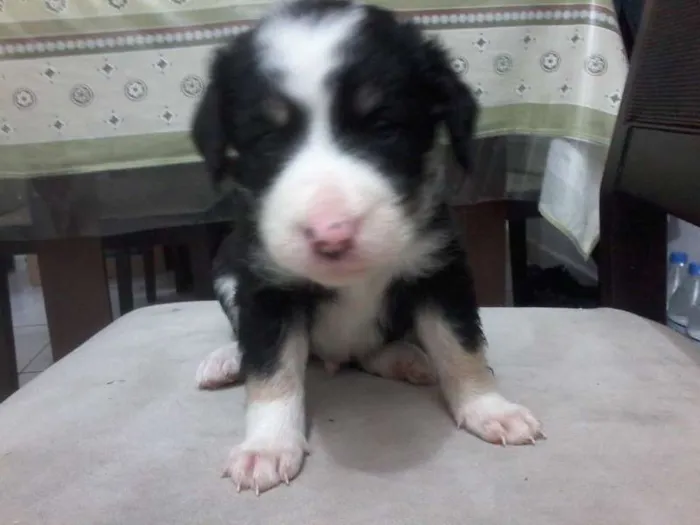 Cachorro ra a idade Abaixo de 2 meses nome NÃO TEM NOME
