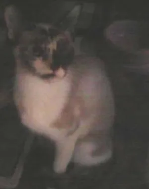 Gato raça indefinida idade  nome Hagabe