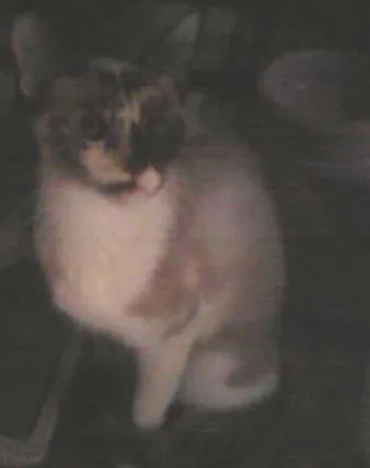Gato ra a indefinida idade  nome Hagabe