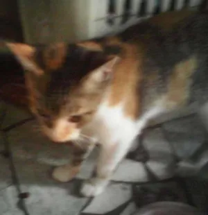 Gato raça indefinida idade 2 a 6 meses nome Aghata