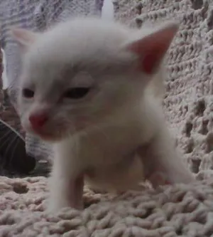 Gato raça indefinida idade Abaixo de 2 meses nome sem nomes