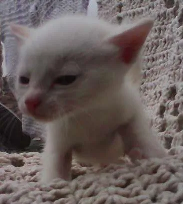 Gato ra a indefinida idade Abaixo de 2 meses nome sem nomes