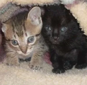 Gato raça SRD idade Abaixo de 2 meses nome ROMEU PÉROLA RUBI