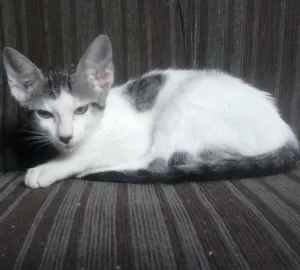 Gato raça  idade 2 a 6 meses nome XICA