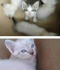 Gato raça  idade 2 a 6 meses nome gatinhos