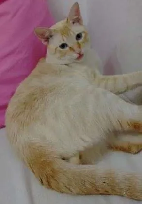 Gato raça SRD idade 1 ano nome Poseidon