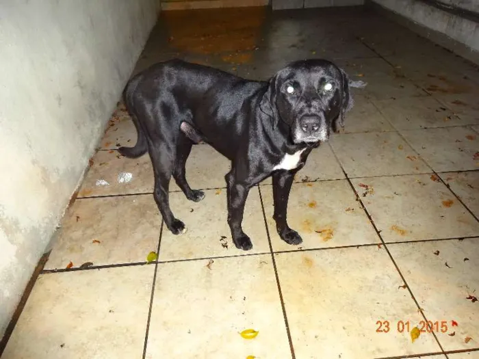 Cachorro ra a SRD idade 1 ano nome vitor