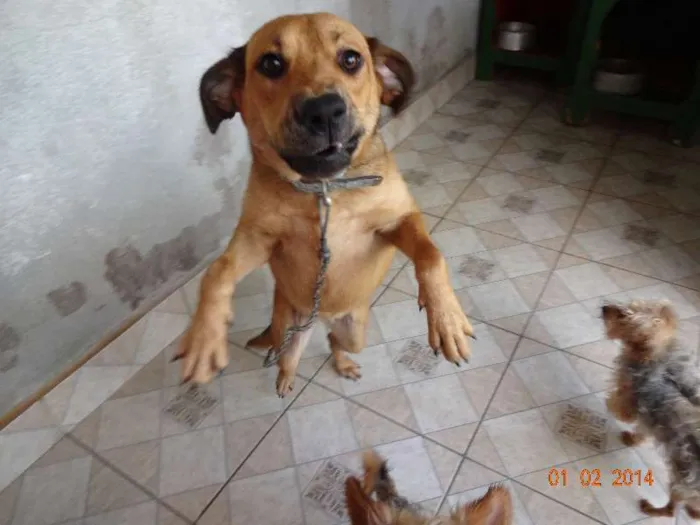 Cachorro ra a SRD idade 1 ano nome TINA TURNER