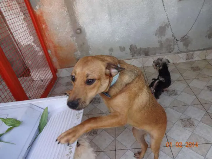 Cachorro ra a SRD idade 1 ano nome TINA TURNER