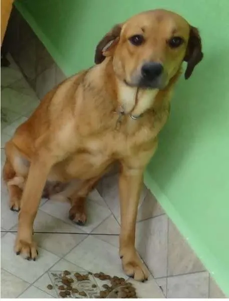 Cachorro ra a SRD idade 1 ano nome TINA TURNER