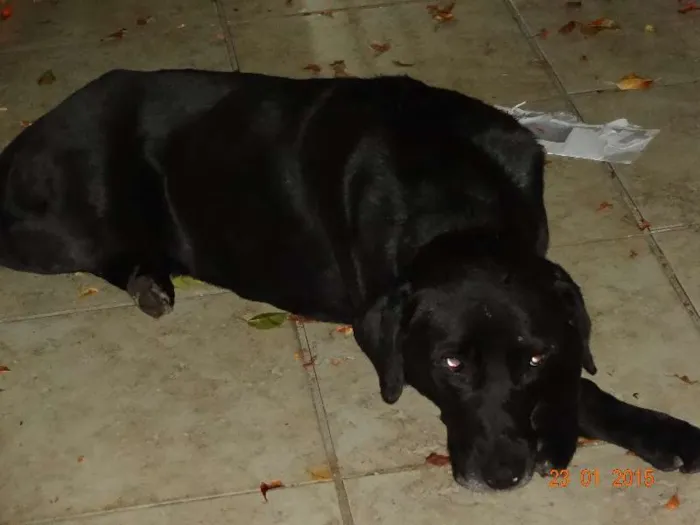 Cachorro ra a SRD idade 1 ano nome vitor