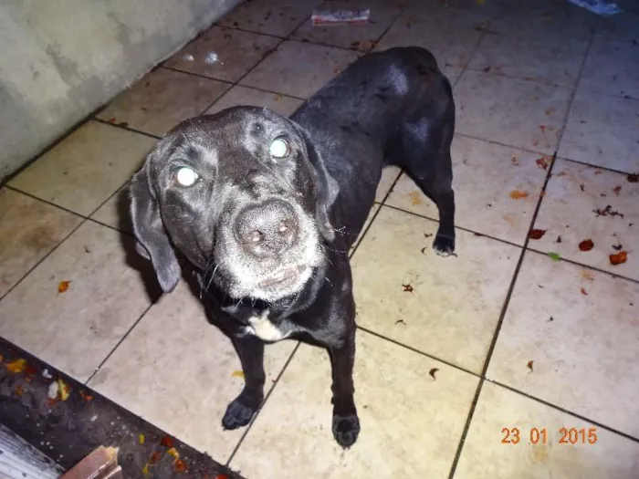 Cachorro ra a SRD idade 1 ano nome vitor