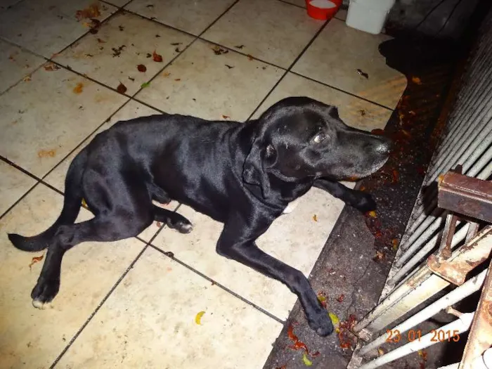 Cachorro ra a SRD idade 1 ano nome vitor