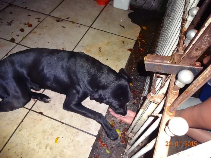 Cachorro ra a SRD idade 1 ano nome vitor