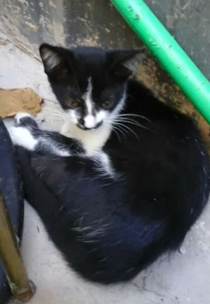 Gato raça SRD idade 2 a 6 meses nome Bigodinha