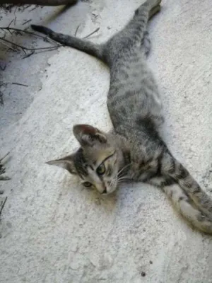 Gato raça SRD idade 2 a 6 meses nome Tarzan