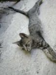 Tarzan