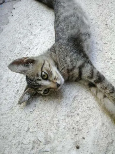 Gato raça SRD idade 2 a 6 meses nome Tarzan