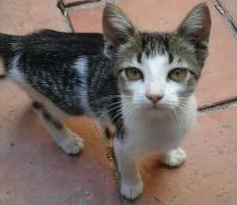 Gato raça SRD idade 2 a 6 meses nome Anastasia