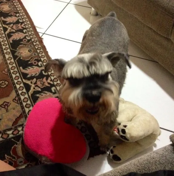 Cachorro ra a Schnauzer idade 6 ou mais anos nome Robinho