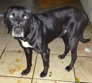 Cachorro raça SRD idade 1 ano nome vitor