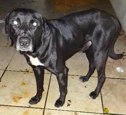 Cachorro ra a SRD idade 1 ano nome vitor