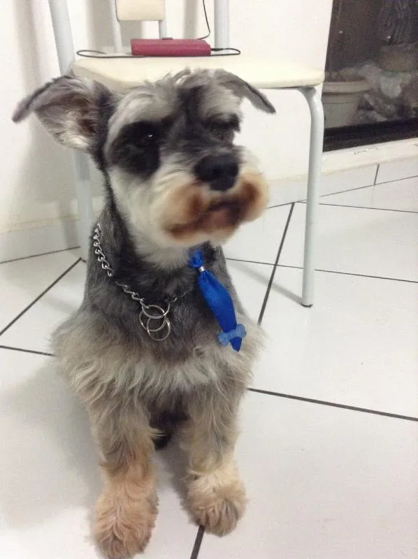 Cachorro ra a Schnauzer idade 6 ou mais anos nome Robinho
