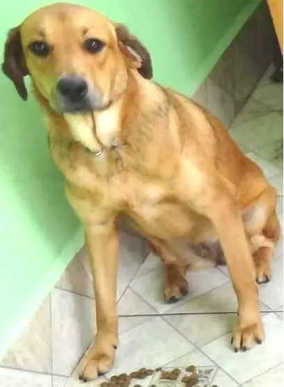Cachorro ra a SRD idade 1 ano nome TINA TURNER