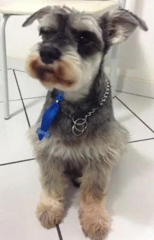 Cachorro raça Schnauzer idade 6 ou mais anos nome Robinho