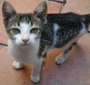 Gato raça SRD idade 2 a 6 meses nome Anastasia