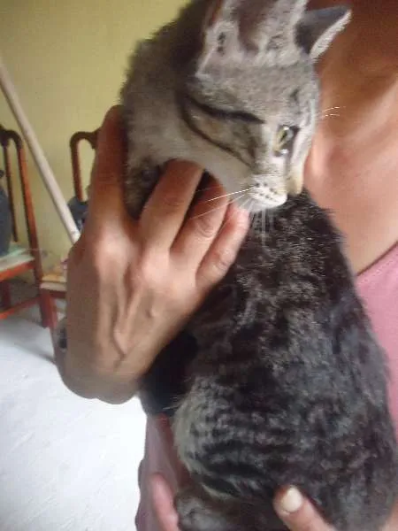 Gato ra a Setter idade 2 a 6 meses nome sem nome