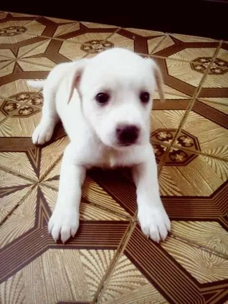 Cachorro ra a  idade Abaixo de 2 meses nome Lya