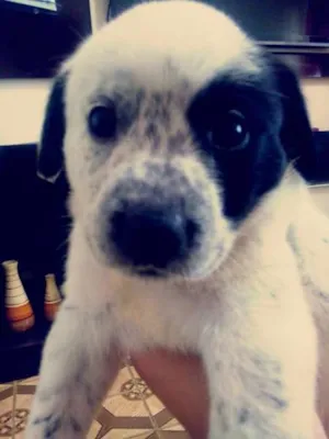 Cachorro raça  idade Abaixo de 2 meses nome Prince