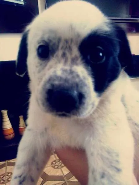 Cachorro ra a  idade Abaixo de 2 meses nome Prince