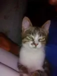 gatito