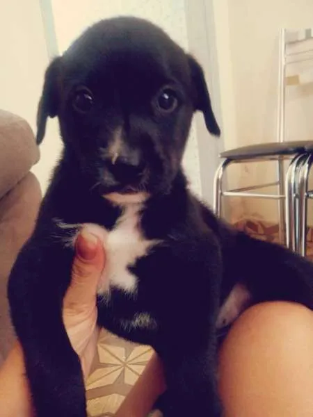 Cachorro ra a  idade Abaixo de 2 meses nome Amora