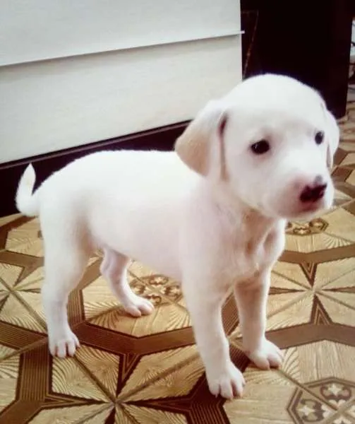 Cachorro ra a  idade Abaixo de 2 meses nome Luna