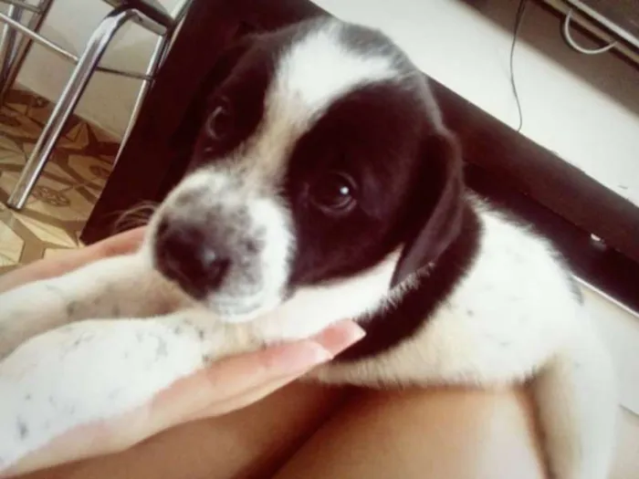 Cachorro ra a  idade Abaixo de 2 meses nome Bili