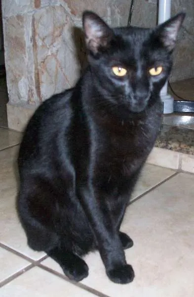 Gato ra a SRD idade 1 ano nome Simon