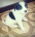 Jade