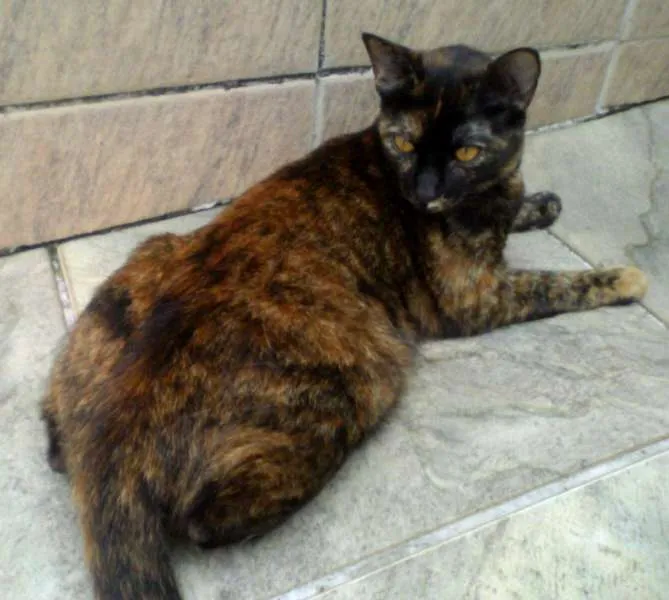 Gato ra a SRD idade 1 ano nome Vitty