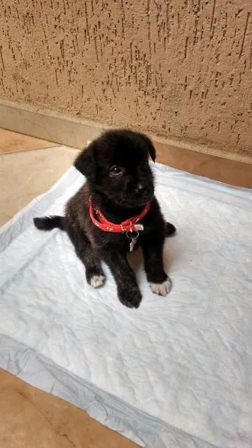 Cachorro ra a RSD idade Abaixo de 2 meses nome sem nome