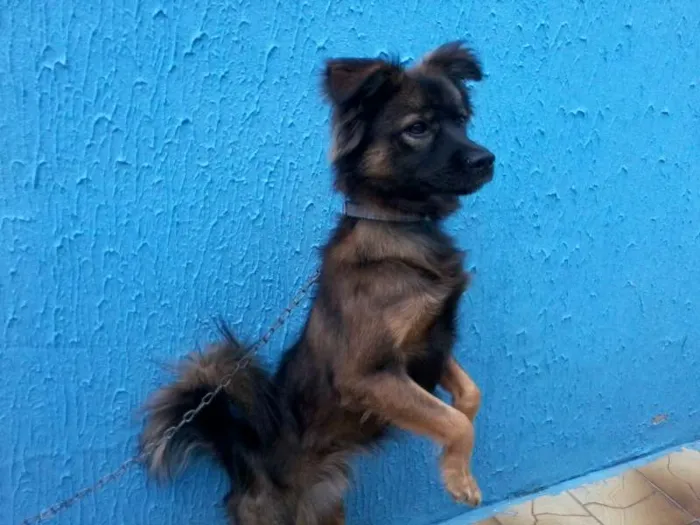 Cachorro ra a destinta idade 3 anos nome Bilú